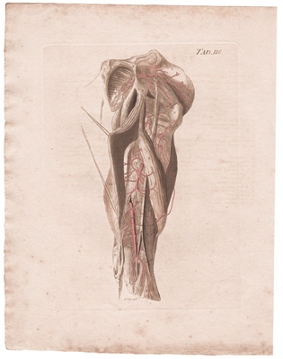 The Posterior Part of the Right Thigh...